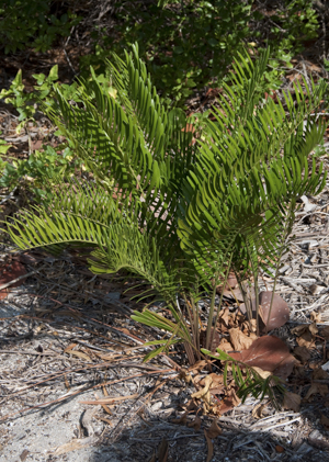 Coontie -Zamia integrifolia